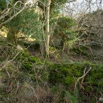 moss covered ruined walls