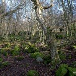 Pant-Skirrid Wood