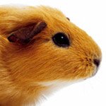 A Guinea Pig