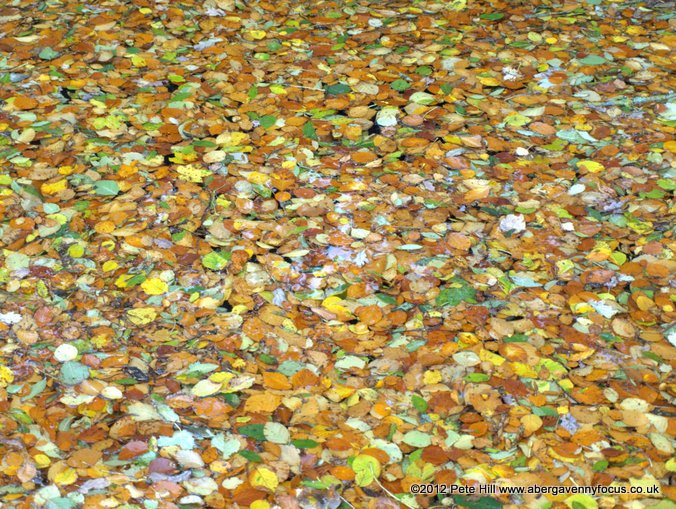 Autumn leaves on the canal