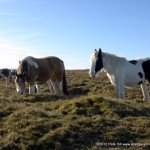 Ponies on top of the Blorenge