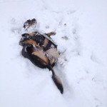 A happy dog enjoying the snow. - From Emma Folk @FfolkyFfelt