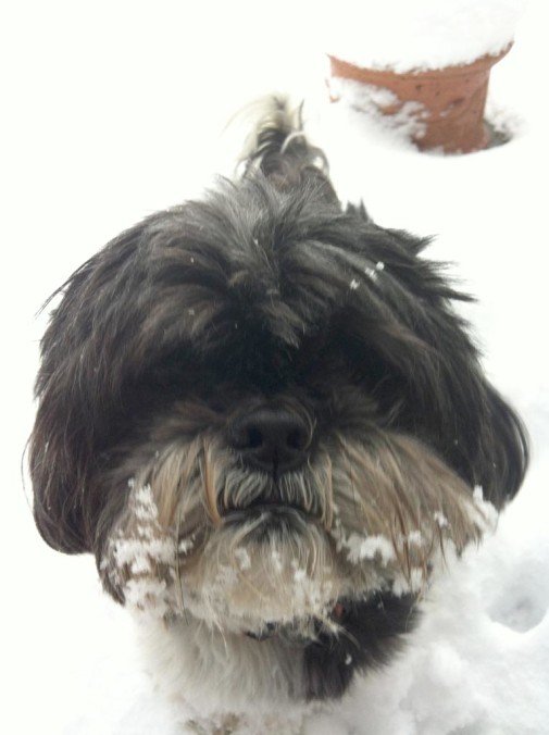 Dog Max, friend of the Focus enjoying the snow in Wiltshire