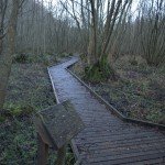 The boardwalk in the Coed-y-Cerrig nature reserve (7)