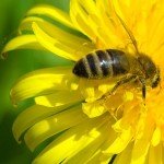 bee-on-dandelion