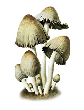 inkcap