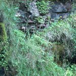 Tongue Hawkweed 