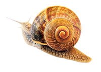 snail