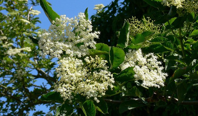 elderflowers